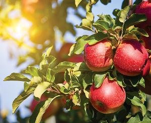 Apple orchards under the influence of canker disease