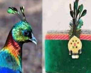 Monal-bird's-crest-will-not-placed-on-himachali-topi