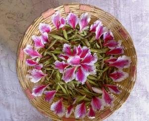 Kachnar buds and flowers are mine of virtues